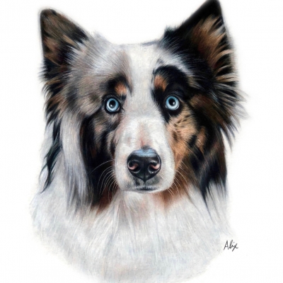 Alix Fuerst Portrait Artist - Dog on White
