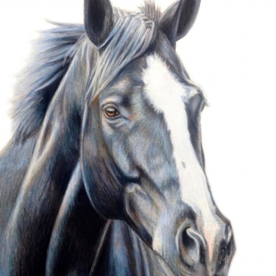 Alix Fuerst Portrait Artist - Horse