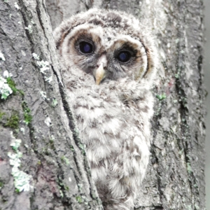 Tom Sayers - On The Wing Bird Photography